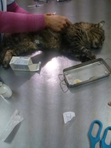 Мама - кошка на операции (стерилизация)